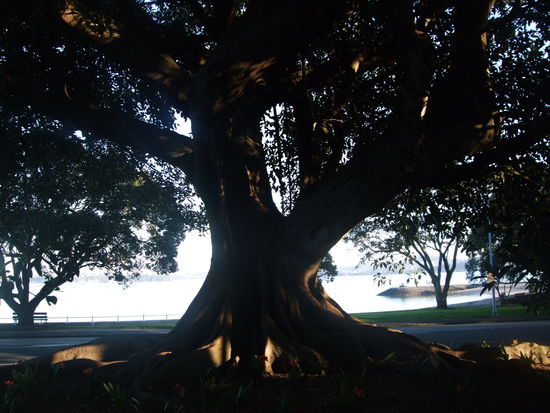 Alter Baum in Devonport.