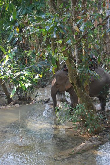 seht ihr ihn??? ein wirklich kleiner Elefant 