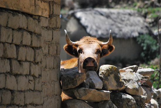 Muuuh alles auf der Isla del Sol