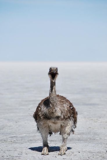 Katharina, der Kaktus-Insel Hueter