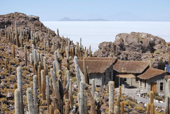 die Kaktus Insel.... unglaublich!