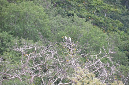 über all auf den Baumwipfeln die Kakadus