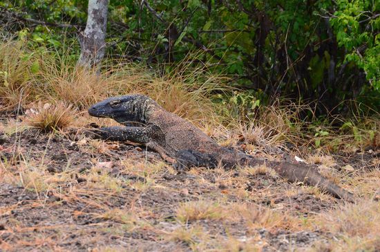 der saß auf einmal direkt vor uns