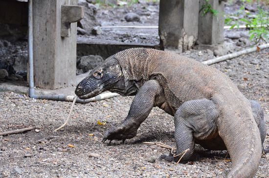 eine unfassbare lange, gelbe Zunge!