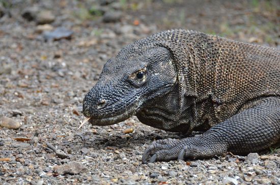 Bye Bye ihr schönen Tiere!
