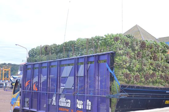 einer von bestimmt 10 Bananenlastern! Grün, aber die Besten überhaupt!!