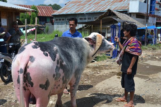 auf dem Büffel-Markt! Der Teuerste hier überhaupt!!