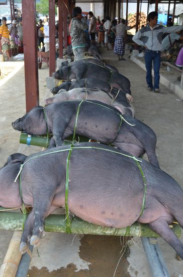 So werden die Schweine zum verkauf angepriesen!
