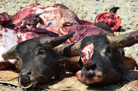 die Büffel lagen immer in der Mitte der ganzen Zeremonie.