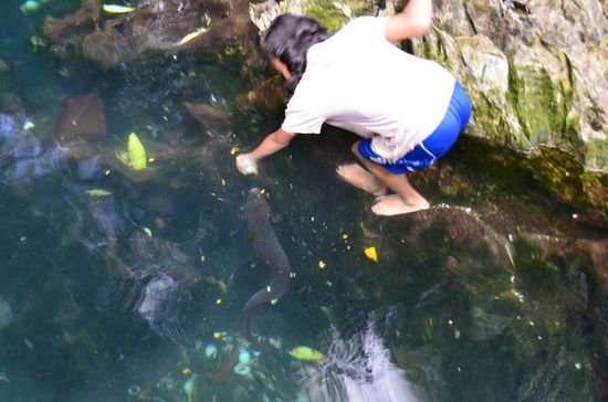 Riesen-Aal der mit unseren mitgebrachten Eiern gefüttert wurde