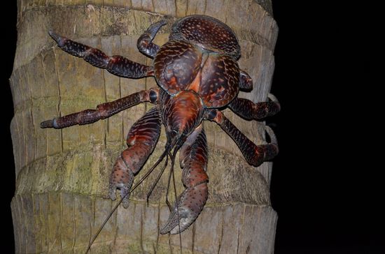 eine "kleine" Kokosnuss Krabbe, gerade mal 3 Monate oder so alt....