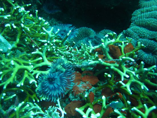 Korallen in alles Farben! Der Wahnsinn!!! So schön, unter anderem auch NEON-Gelb und Grün, bruuuutal