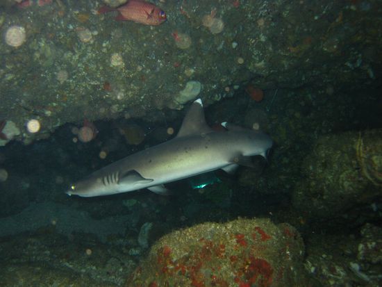 HAI HAI HAI HAI HAI HAI ich flipp aus HAI HAI HAI
Fische sind Freunde!!! KEIN FUTTER!
