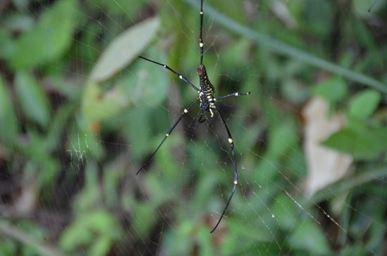 an dieser "kleinen" Spinne kamen wir auch vorbei