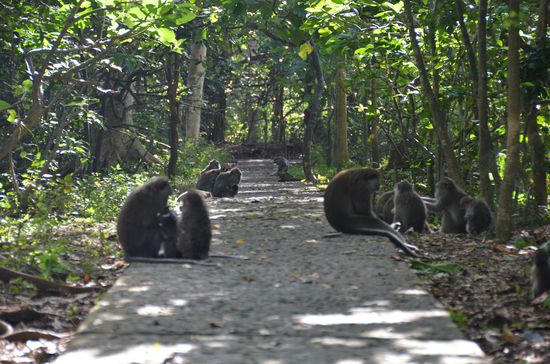 die Wege durch den Affenwald