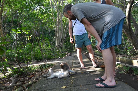 da wird genüsslich gelaust