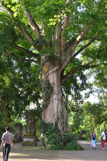 unfassbar große Bäume