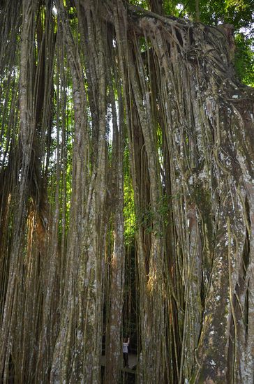 seht ihr den Menschen da hinten?