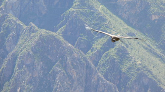 ein häßlicher Vogel