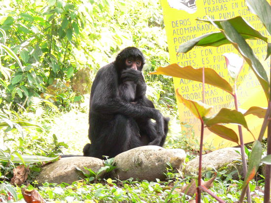 Spidermonkey und Spass dabei...