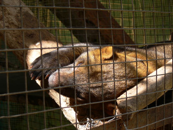 Tayra am Sonnenbaden...