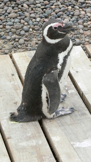 rechts vor links bitte