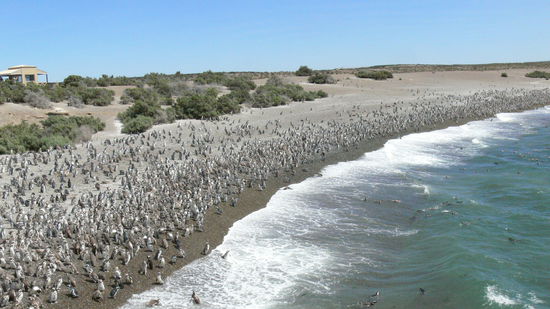 Schwimmkurs für die Jungtiere, damit es bald in die Holidays nach Brasilien gehen kann