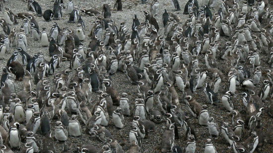 wer einen Pinguin findet, darf ihn behalten...