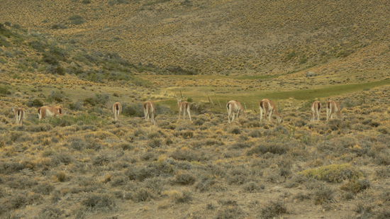 Guanacos zeigen sich von ihrer besten Seite