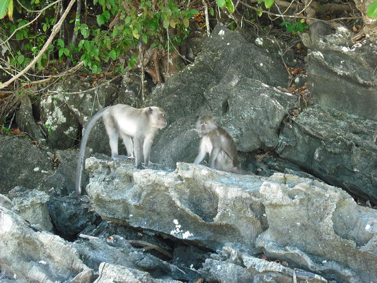 Monkeys Bay