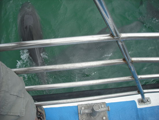 Immer und stets dabei, Dolphins