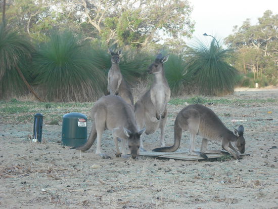 Kangaroos in freier Wildbahn
