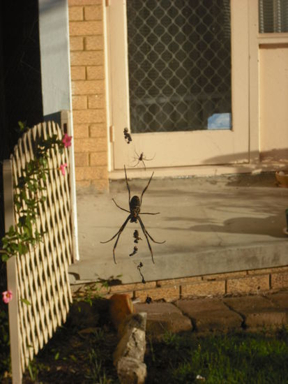 Haengen ueberall rum aber kommen zum glueck nicht raus aus ihren Netzen