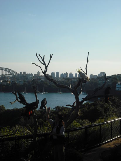 Vogelshow mit Aussicht auf die Harbour Bridge