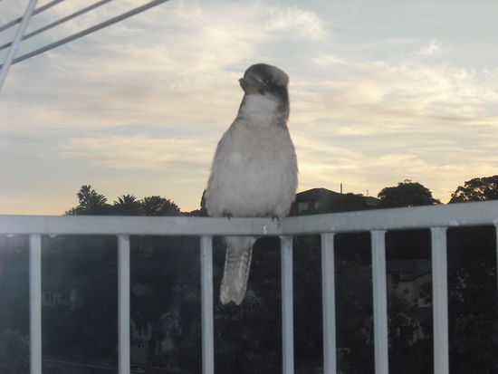 Besuch der besonderen Art..ein ganz und garnicht schüchterner Cucaburra auf unserem Balkon
