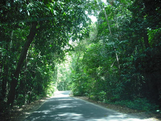 Eingang in den Daintree Rainforest