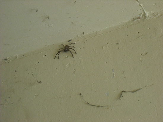 Auch hier handelt es sich nicht um eine 1000 fache vergroesserung..dieser pelzige handtellergrosse Freund hat uns in der Garage schon mal ein gutes neues gewuenscht