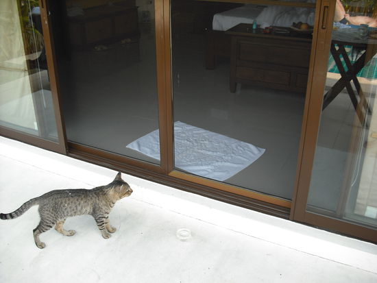 Neugieriger Besuch kam....