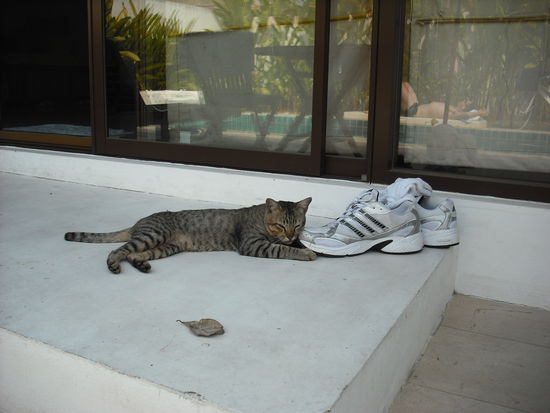 ..und liess sich haeuslich nieder..