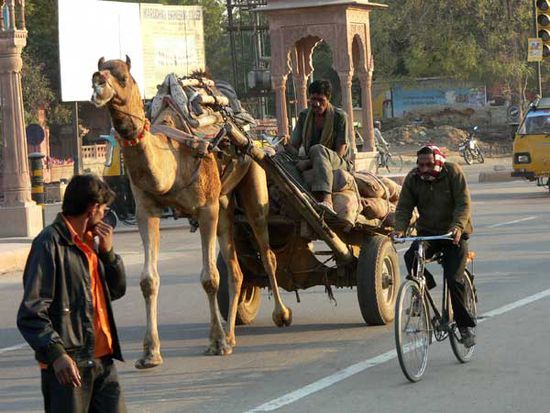 Transporte mit nem Kamel
