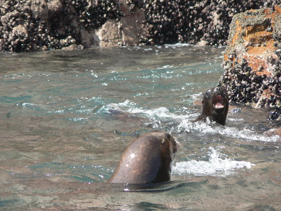 Seeloewen beim Schwimmenlernen