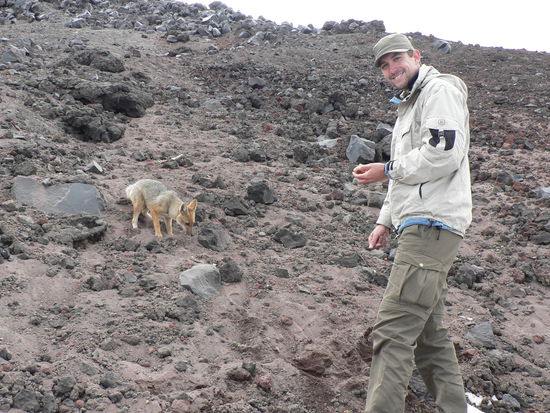 Der Fuchs frisst meinen Kuchen