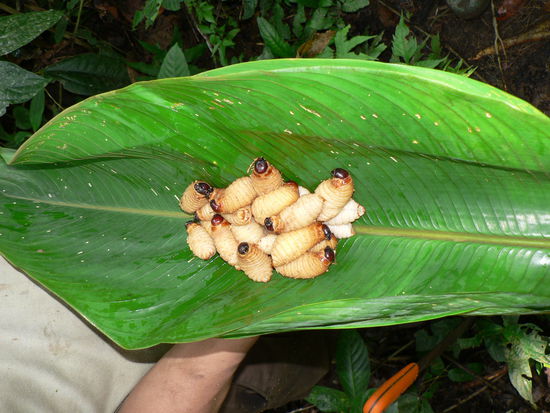 Leckeres Mittagessen