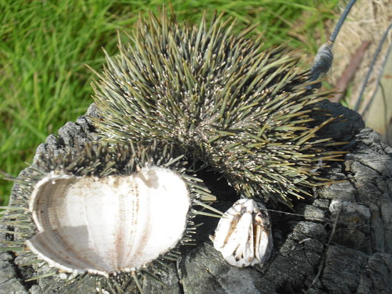 Seeigel. In einem hab ich mich rein gesetzt und hatte den Stachel im Knie...aber ich hab sie auch gegessen. James und Pet haben mir gezeitgt wie. Geschmacklich sind die Seeigel nicht mein Fall )