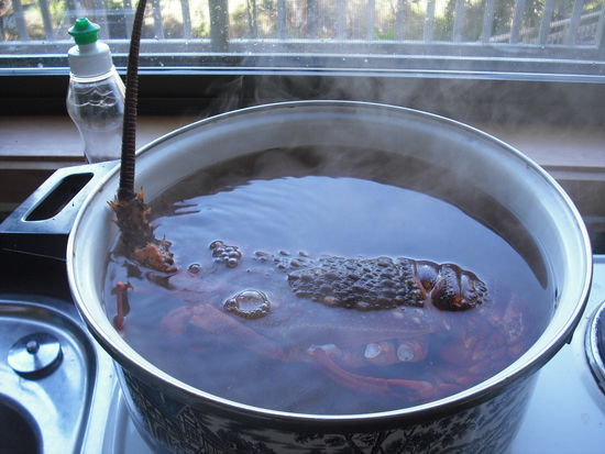 Und den kleinen Kerl (Andre meint, die Langusten können bis zu 50 cm groß werden) haben wir beim Tauchen eingesammelt. Belli musste ihn kochen.