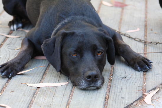 Sky, der Wuffi von Andre, meinem Tauchlehrer...