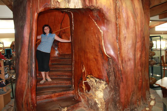 Genauu kann ich es nicht sagen, aber das Kauriholz, was hier verkauft wird ist mind. 45000 Jahre alt. Für den Verkauf wird kein Baum gefällt nur "Altbestände" ausgegraben.