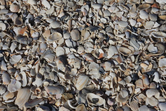 Suchbild...ist nicht wirklich schwierig. Der Boden hier ist voll davon.