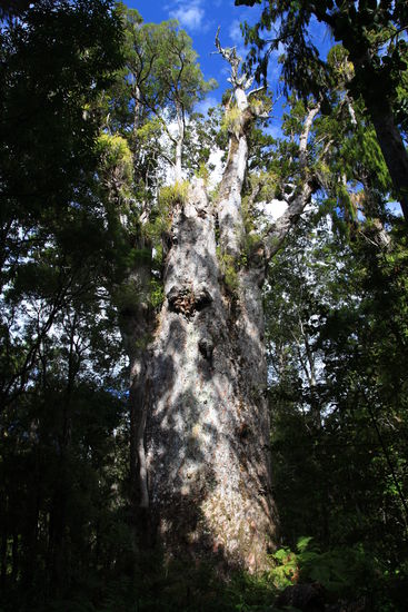 Te Matua Nghere (in der Maori-Sprache: Vater des Waldes) Es ist der älteste Kauri unter den Baumriesen in Neuseeland.