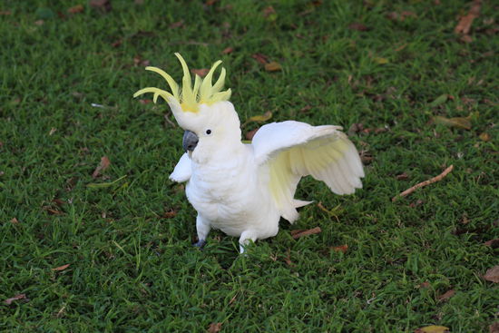 ...und die können sich bemerkbar machen...die haben ein furchtbares Organ...